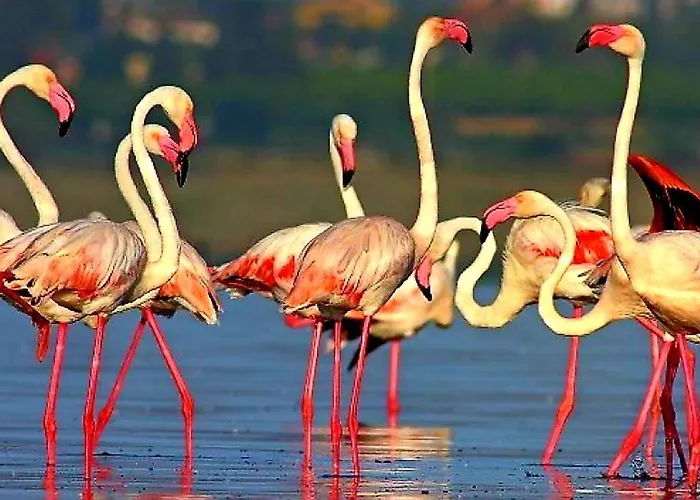 Appartement Benki I Radka Torrevieja